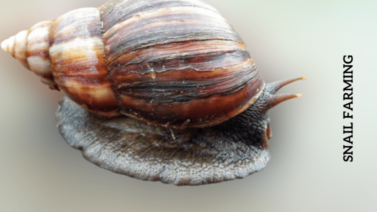 How to Start Snail Farming Business