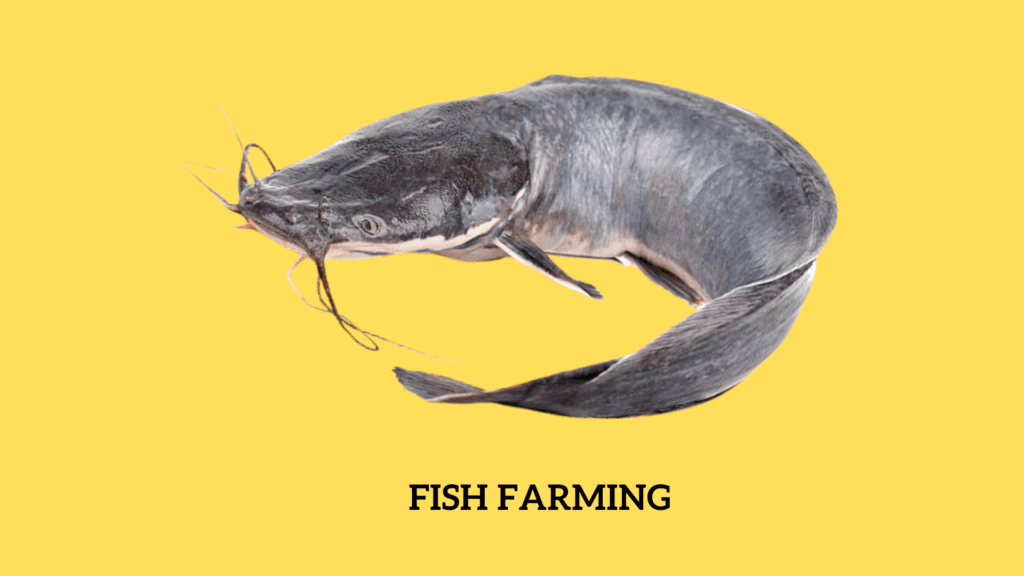 How to start a fish farming business